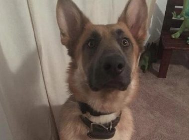 德牧在家中捣乱,把一个半门都给拆没有了,狗:从今以后畅行无阻!