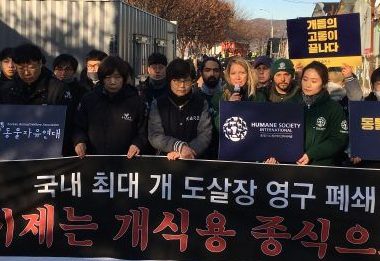 南韩政府宣布关闭狗肉屠宰场!具有历史意义时刻