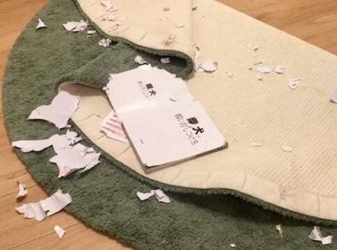 网友买了本如何饲养柴犬的书,第二天就被它给撕了,狗:问我啊!