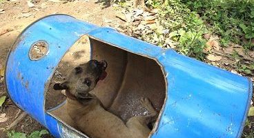 男子不小心闯入一林地 数百狗狗被锁在那