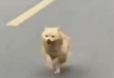 小主人离家,爷爷家狗狗追8公里不肯回!别追了别走丢!