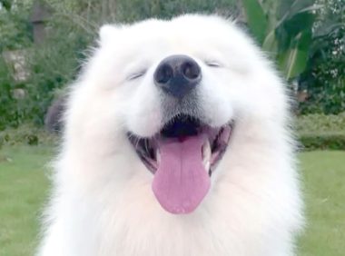 男子教唆犬只攻击他人宠物狗