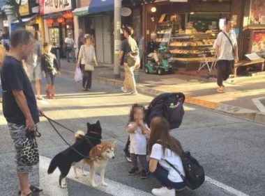 主人家养了二只柴犬，带他们外出溜达，結果溜达姿态遭看热闹