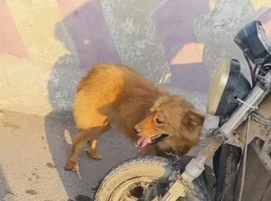 面对350块,狗主亲自把躲进车底的小狗拽出,狗贩:听人劝吃饱饭