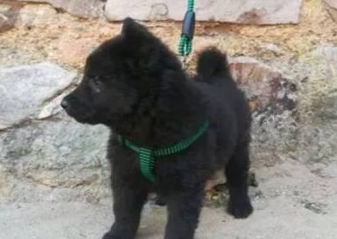 男子花300元买五黑犬,卖家想花重金买回,却被拒之门外
