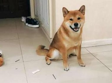 主人下班回家,柴犬笑眯眯地门口迎接,走进门主人却不那么高兴了