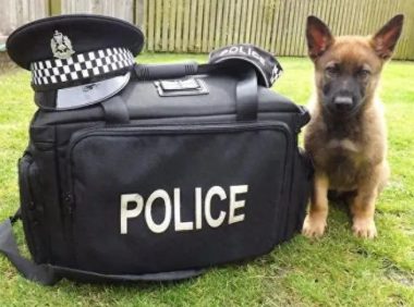 警犬考试不及格,结果被学校“开除”,委屈的样子让人心疼