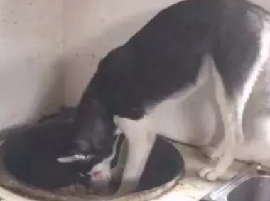 主人刚提前准备用餐,却见到二哈在锅里偷吃,这狗还能要吗