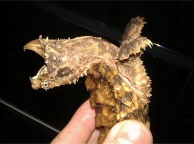 大鳄龟身份信息