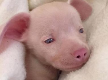 狗狗意外怀孕后，生下独生子，模样让主人看不懂，这不是猪么