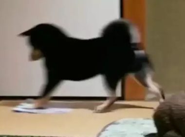 聪慧乖巧的柴犬,为了更好地让主人歇息,承揽了擦地板的家务