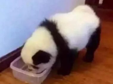 狗狗因长得太像熊猫,被警察登门拜访调查,尴尬误会让人笑喷。