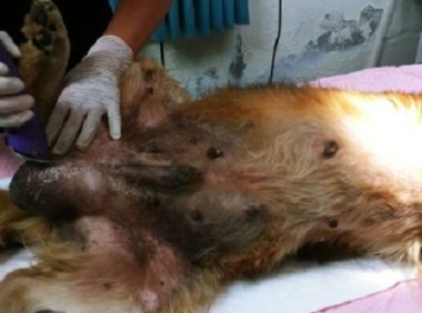 大黄狗下体肿成棒球!瘫软桥下大声哀鸣 被救后笑了