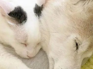 16岁柴犬即将去世,猫咪时刻陪伴它,做出的反应令人泪如泉涌