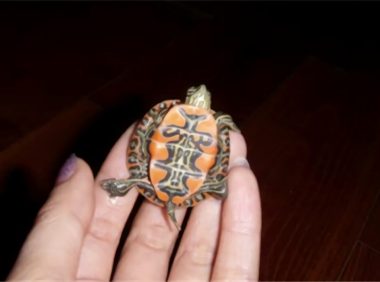 火焰龟身份信息