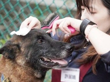 亲人狼犬遭弃养在收容所 就算受伤仍然非常爱撒