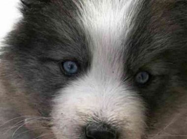 哈士奇和土狗恩爱，没多久后生下一窝小崽，主人看去乐得摇头晃脑