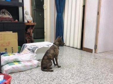 狗狗同伴不动了！另一狗狗明白后，守着它8个小时不肯走