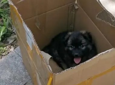 前白后黑的小狗被遗弃，小伙收留，网友：乌云盖白雪，好狗