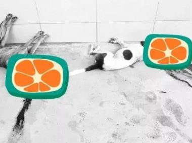 马来西亚“恨狗人士”持枪当街杀狗！爱狗女子：这些狗狗均已结扎