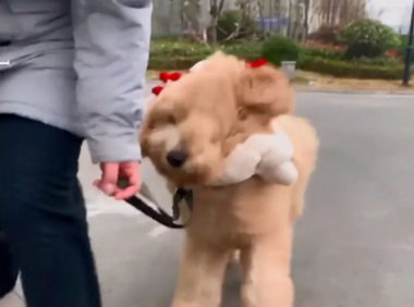 大风天带狗遛弯，却遭奇怪目光，低头一看只想回家了