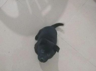 大街上流浪犬饿得直眼馋吃的,女生优柔寡断带回饲养几日后直喊崩溃