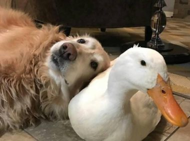 家中金毛年纪大了,主人给他们找了个小伙伴们,看的出小狗很开心