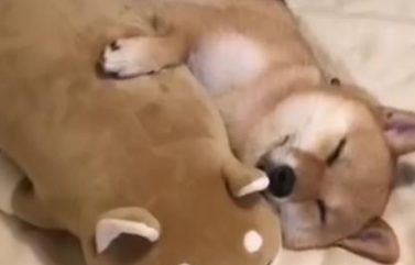 每次去女友家接柴犬,狗子都是这德行,不就是一个柴犬抱枕吗