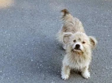 流浪狗妈妈带着6个孩子找上门，这样太暖心了！