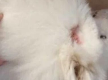 这条恶犬咬狗又咬人为什么主人就是不牵绳