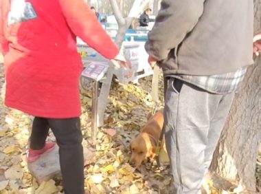 眼看金毛上狗肉车，大哥急忙制止，面对狗主问价，大哥：比上锅强