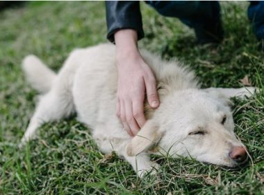 吉娃娃自学技能，把大白熊犬当马骑，在其背上坐立自如