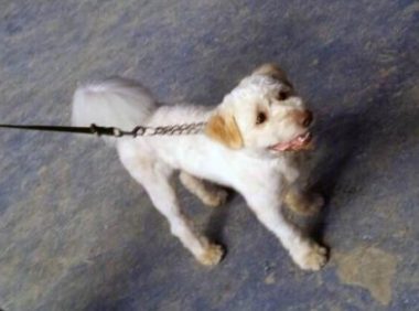 流浪狗变身饭圈情敌,林更新粉丝想魂穿它,它就是串串狗小八