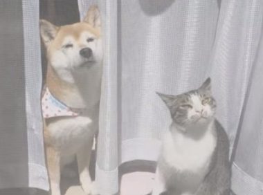猫狗好朋友门边晒太阳 暖烘烘超舒服的感觉