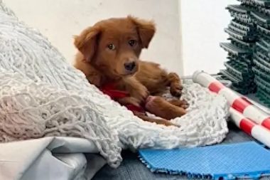 流浪狗的一条腿被绳子系住，已经嵌入肉里，甚至可以看得见骨头！