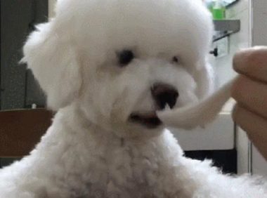 用小勺给狗狗喂饭就被斥责，为什么训犬师却立在主人这里？