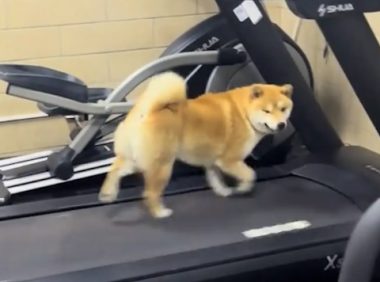 柴犬会在跑步机上跑步锻炼。网友：狗都比我自律