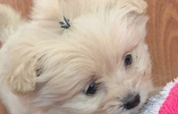 比熊饿肚子，见到铁笼里上边有狗粮，它想依靠自己填饱肚子