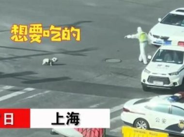 上海一只穿着背带的流浪狗找交警要吃的