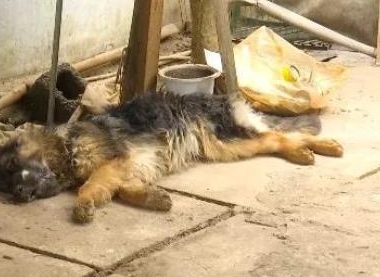 昆明一养殖基地60只狗中毒身亡，老板怀疑有人故意投毒