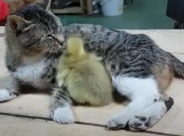 小猫夭折，猫妈妈收小鹅当孩子，甚至不惜跟大狗拼命