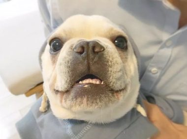 养只萌宝斗牛犬是种哪些感受？如同有一个亲人，没它少了归属感