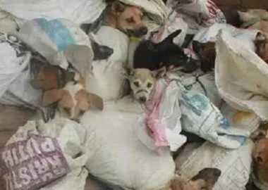 狗贩们虐杀宠物狗进行狗肉交易,是导致这里狂犬病蔓延的主要原因