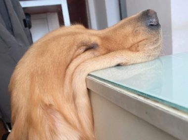 金毛狗狗偎依在餐桌边就睡过去了,脸都即将压得形变了,还睡得那么香?