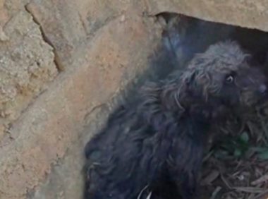 泰迪犬疑似被故意遗弃到山上，身上毛发脏乱后腿也断了