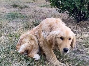 被主人打断腿自生自灭的金毛犬，历经一年，彻底改变