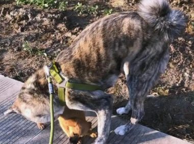 重庆恶犬伤人事件：遛狗不拴绳，逍遥法外3个月