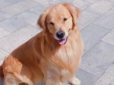 金毛不敢玩滑梯，主人假装晕倒，狗子冲上滑梯救主人