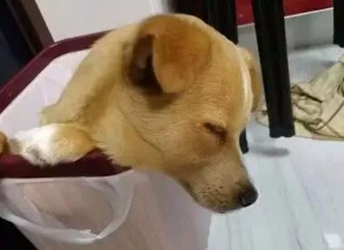 主人回家晚见狗睡在垃圾桶里，当狗狗抬头的一瞬间，主人眼睛湿了