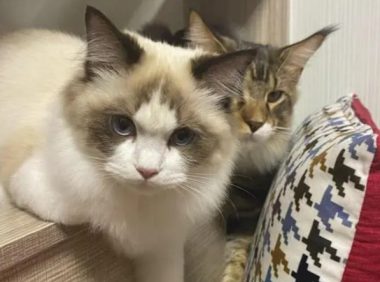 猫咪私自开电磁炉,厨房浓烟引来物业,猫跟房子差点没了